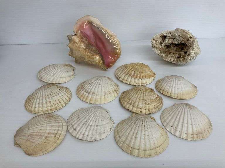 Assorted Shell and Coral Collection - Seashells image