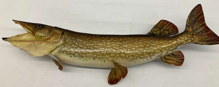 Taxidermy Northern Pike Fish Mount... fin loose image