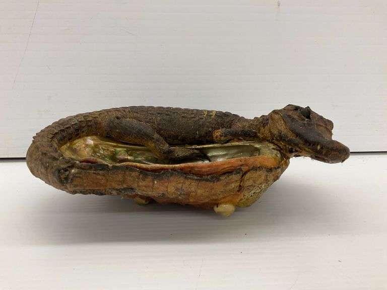 Taxidermy Alligator with Abalone Shell image