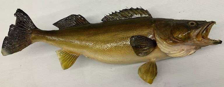 Taxidermy Walleye Fish Wall Mount... fin loose image