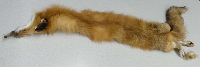Red Ranch Fox Fur Pelt  42 in. long image