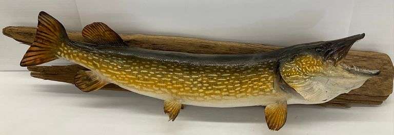 Taxidermy Northern Pike Fish Mount image