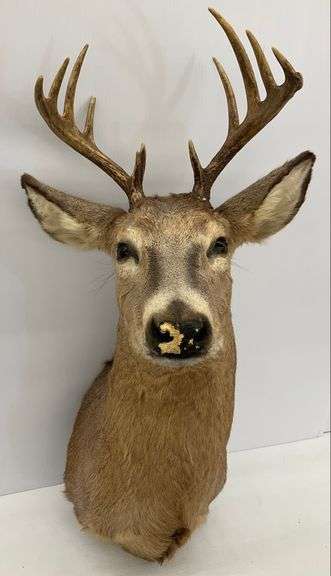 Mounted Deer Shoulder Taxidermy... nose damage image