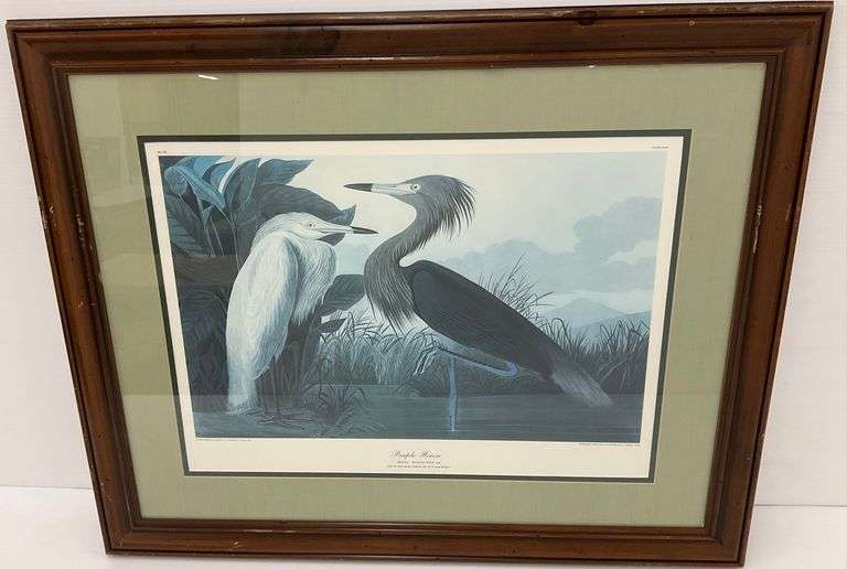 Framed 'Purple Heron' Print After Audubon image