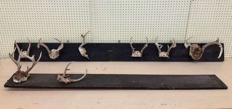 Mounted Deer Antler Collection - Rustic Display Pieces...Largest 11 x 12 x 8 in. image