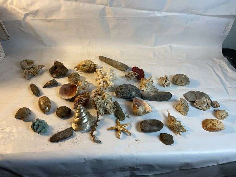 Seashell lot image