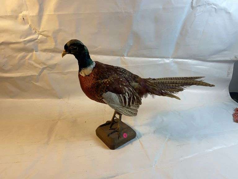Mounted Pheasant image