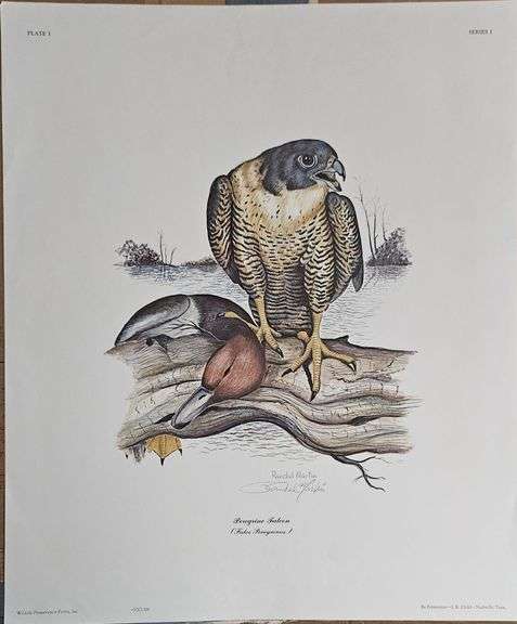 “Peregrine Falcon” by Randal Martin – Limited Edition Wildlife Print (#400/500) image