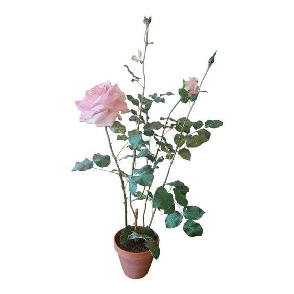 Potted Pink Rose Plant image
