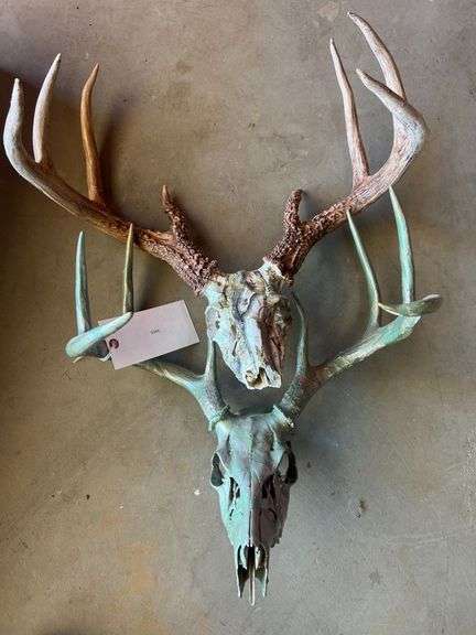 (2) European Whitetail Mounts image