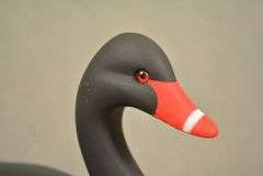 Rare Walter "Brother" Gaskill Black Swan, half-size signed by the maker, dated 2019. Inscribed on the bottom: WALTER "BROTHER" GASKILL, 2019, BLACK SWAN. One of the very few Black Swan decoys made by Brother Gaskill.