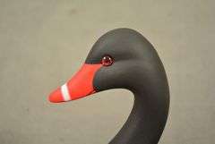 Rare Walter "Brother" Gaskill Black Swan, half-size signed by the maker, dated 2019. Inscribed on the bottom: WALTER "BROTHER" GASKILL, 2019, BLACK SWAN. One of the very few Black Swan decoys made by Brother Gaskill.