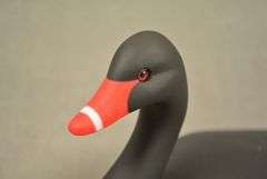 Rare Walter "Brother" Gaskill Black Swan, half-size signed by the maker, dated 2019. Inscribed on the bottom: WALTER "BROTHER" GASKILL, 2019, BLACK SWAN. One of the very few Black Swan decoys made by Brother Gaskill.