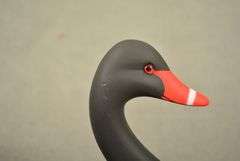 Rare Walter "Brother" Gaskill Black Swan, half-size signed by the maker, dated 2019. Inscribed on the bottom: WALTER "BROTHER" GASKILL, 2019, BLACK SWAN. One of the very few Black Swan decoys made by Brother Gaskill.
