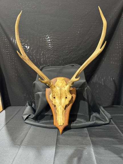 Deer Euro Skull Mount on Face Plate image