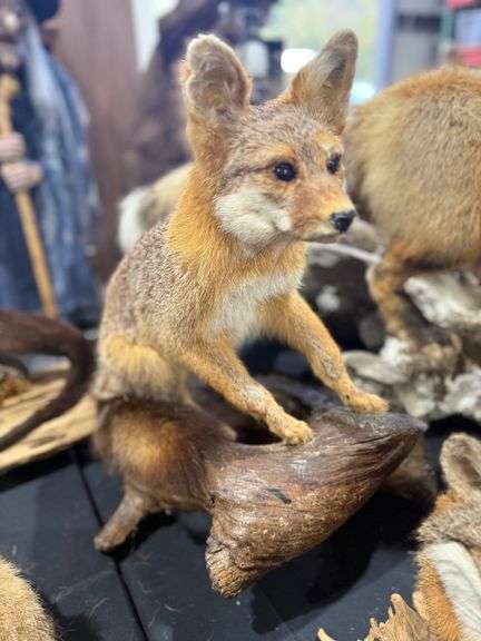 Red Fox Full Mount on Realistic Habitat Base image