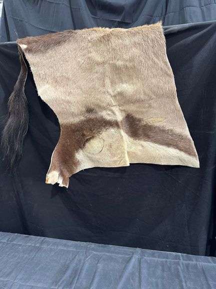 Springbok Hide image