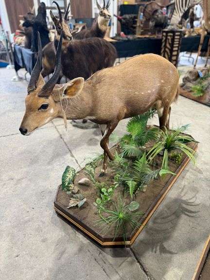 Cape Bushbuck Full Mount in Diorama Base image