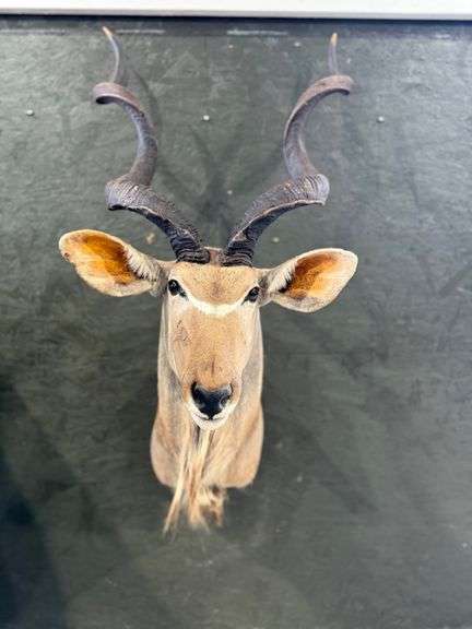 Eland Shoulder Mount image