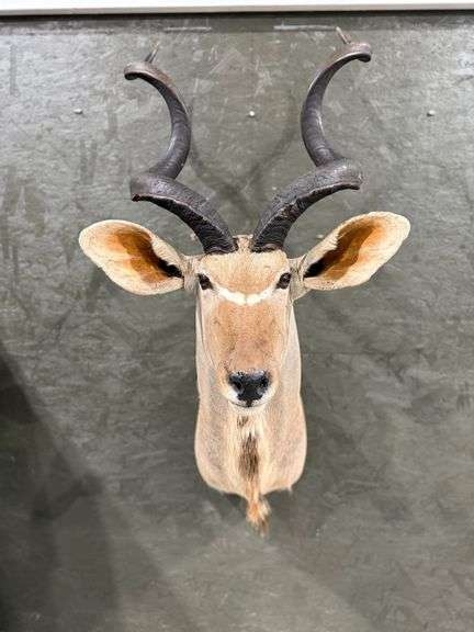 Kudu Shoulder Mount image
