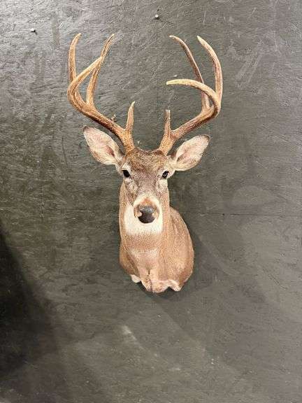 8-Point Deer Shoulder Mount image