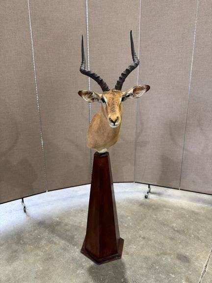 Impala Shoulder Mount on Pedestal Base image