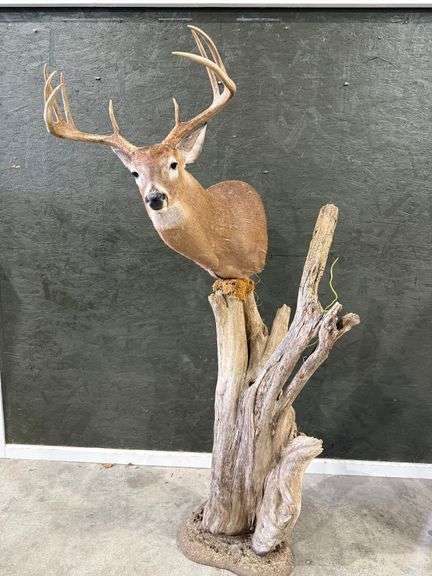 9-Point White Tail Deer Shoulder Mount on Realistic Habitat Pedestal image