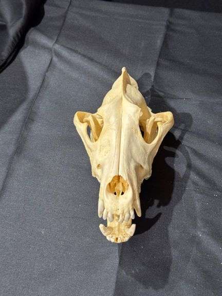 Racoon Skull image