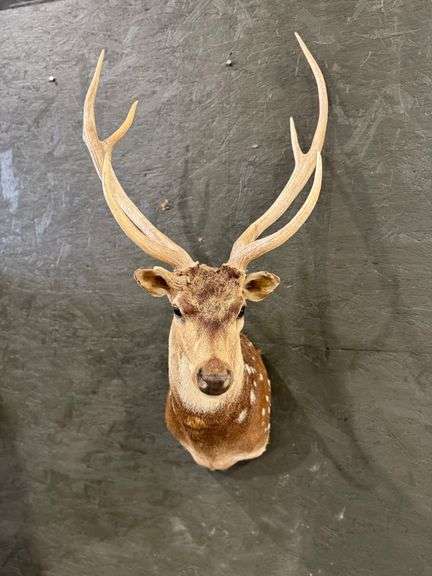 Axis Deer Shoulder Mount image