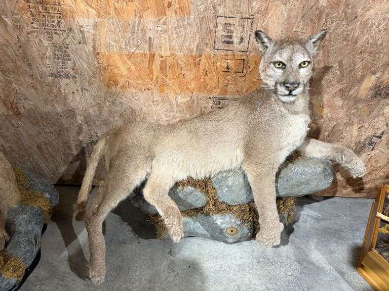 Cougar Full Mount on Realistic Habitat Base image