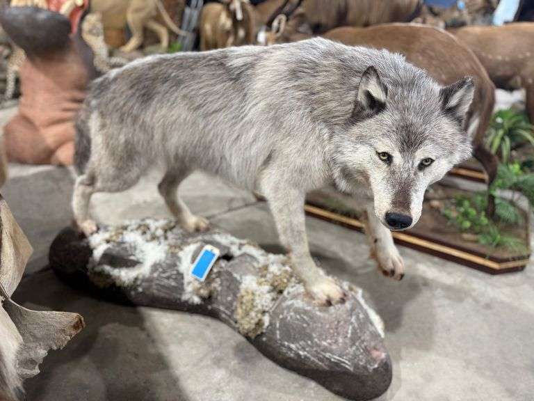 Blue Wolf Full Mount on Realistic Habitat Base image