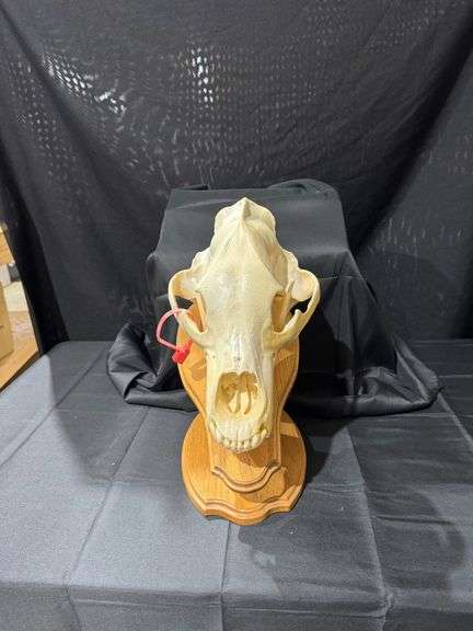 Javelina skull image