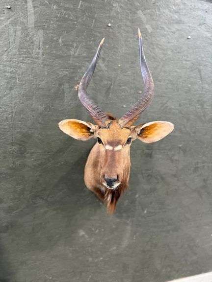 African Nyala Shoulder Mount image