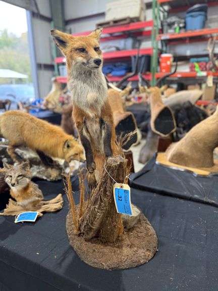 Red Fox Full Mount on Realistic Habitat Base image