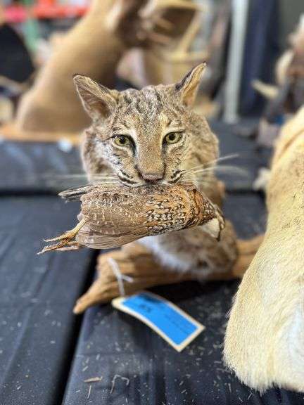 Bobcat with Bird Shoulder Mount on Realistic Habitat Base image