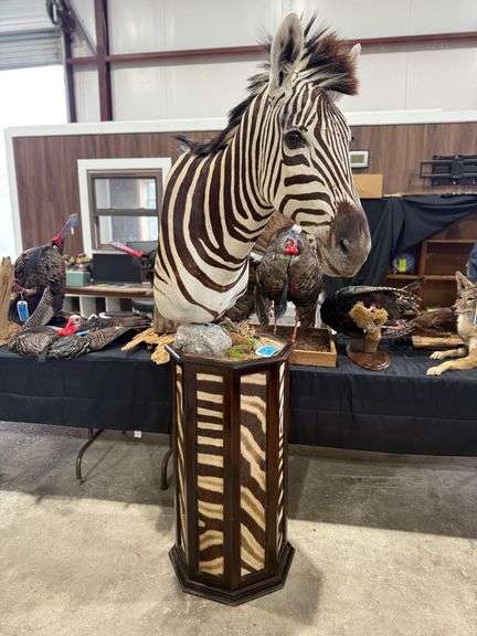Zebra Shoulder Mount on Hide Pedestal image