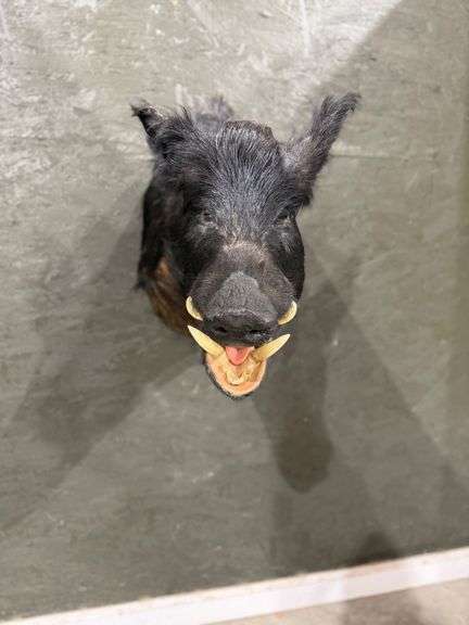 Wild Boar Shoulder Mount image