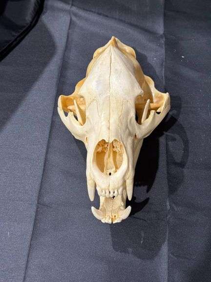 American Black Bear skull image