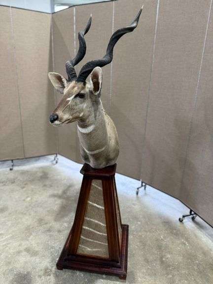 Kudu Shoulder Mount on Hide Pedestal image