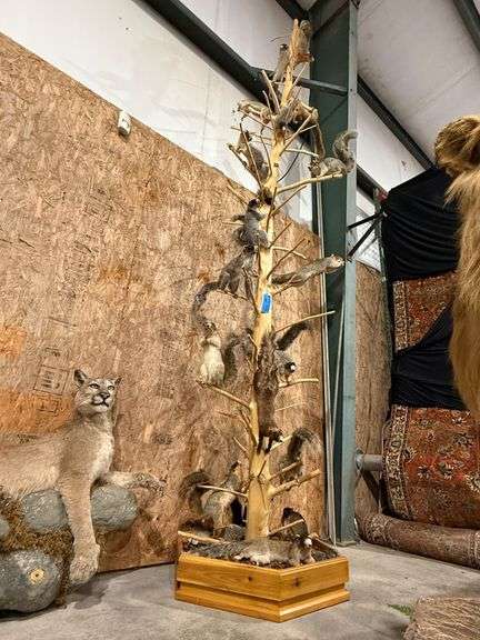 Fox Squirrels in Tree image