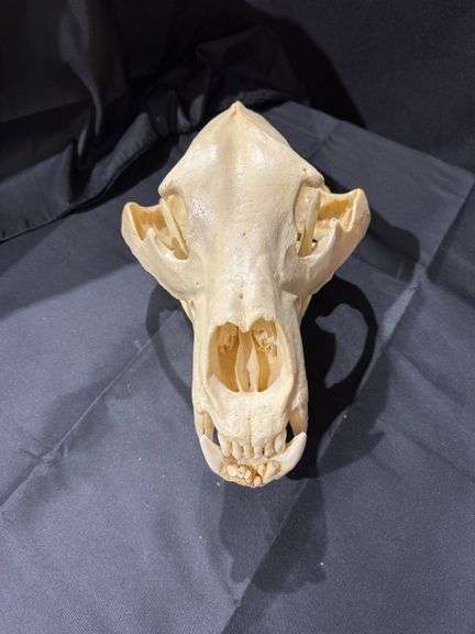 American Black Bear skull image