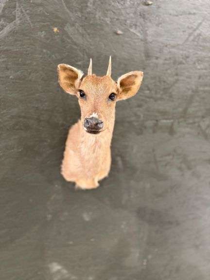 Brocket Deer Shoulder Mount image