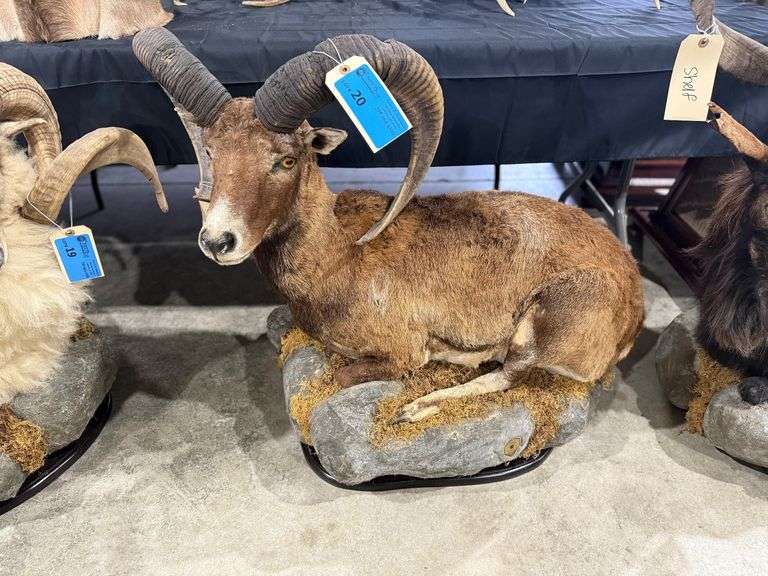 Corsican Full Mount on Realistic Habitat Base image