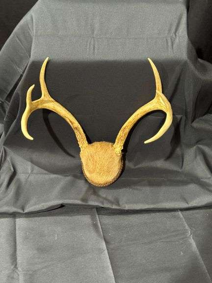 Deer Antlers image
