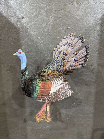 Ocellated Turkey image