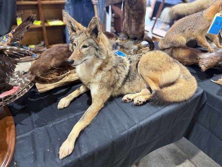 Coyote Full Mount image