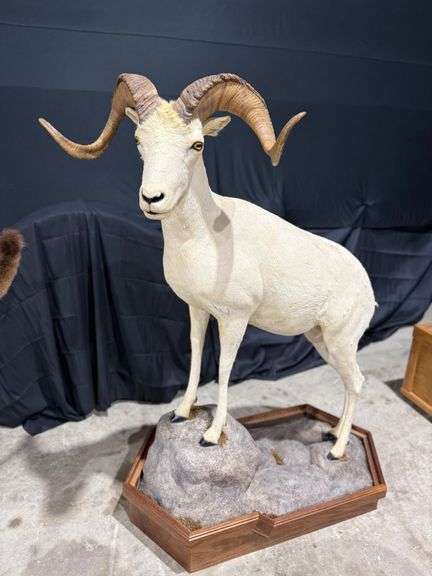 Dall Sheep Full Mount in Diorama Base image