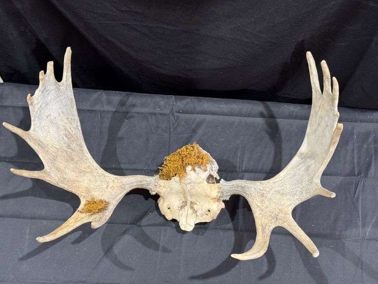 Moose Skull Antlers image