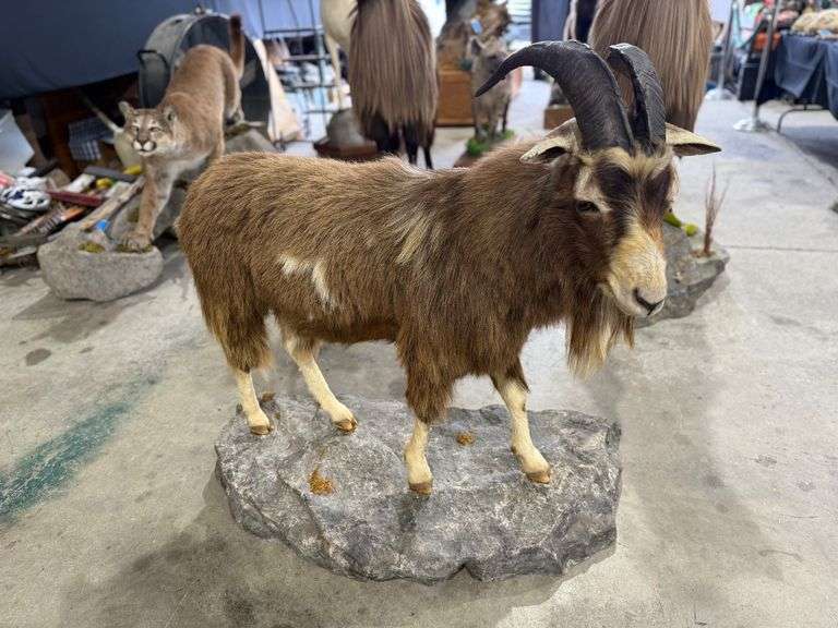 Thuringian Forest Goat Full Mount on Realistic Habitat Base image