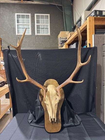 Elk Euro Skull Mount on Wall Pedestal image